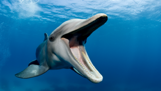 رصد أحد أندر الدلافين وأكثرها غرابة في العالم | منوعات “صدى الخبر”