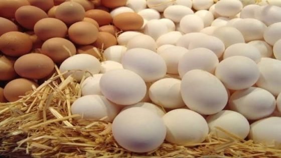 انخفاض أسعار البيض اليوم في الأسواق صدى الخبر