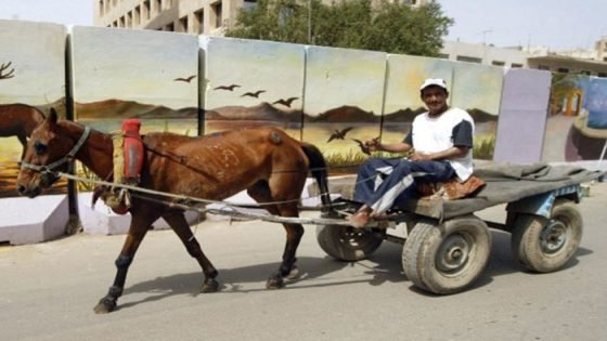 الإحساس نعمة، عامل يصنع شمسية قماش لحماية حماره من حرارة الشمس صدى الخبر