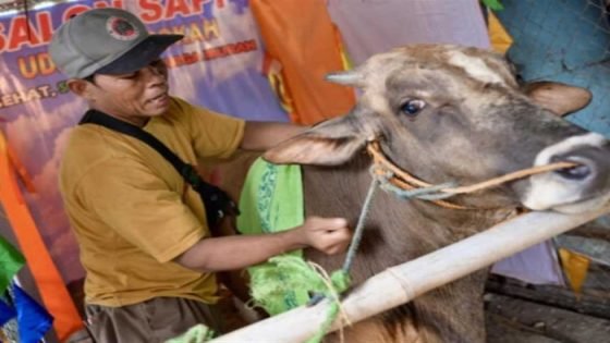 دلع قبل الذبح، «صالون لتدليك الأضاحي» في إندونيسيا (فيديو) صدى الخبر