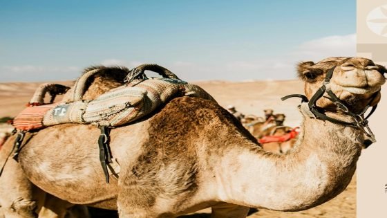 بمعرض “ذاكرة المطايا”.. تفاصيل انطلاق فعاليات ملتقى الدرعية الدولي “صدى الخبر”