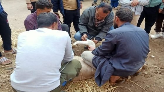 محافظ الدقهلية يتابع أعمال القافلة المتكاملة المجانية بقرية أويش الحجر صدى الخبر