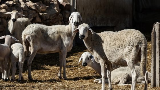 المغرب يلجأ إلى استيراد الأغنام من أستراليا لتعويض انخفاض أعدادها إثر الجفاف “صدى الخبر”