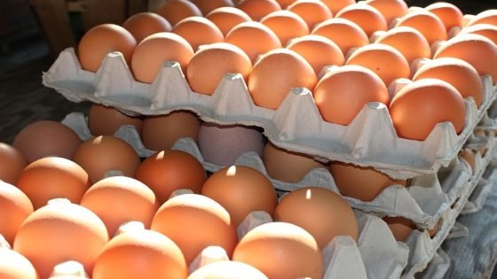انخفاض سعر البيض في السعودية.. وتباين منتجات الألبان والحليب “صدى الخبر”